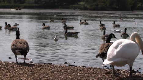 Cisne-Blanco-Caminando-Con-Patos-Marrones-Nadando-En-Un-Estanque-De-Plumas-En-El-Fondo,-Londres