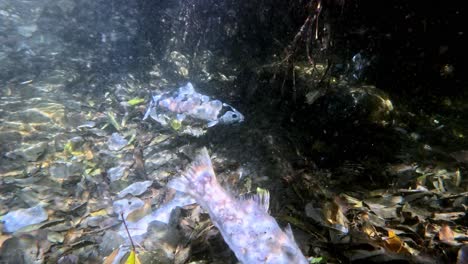 la trucha moribunda bajo el agua video. hábitat natural