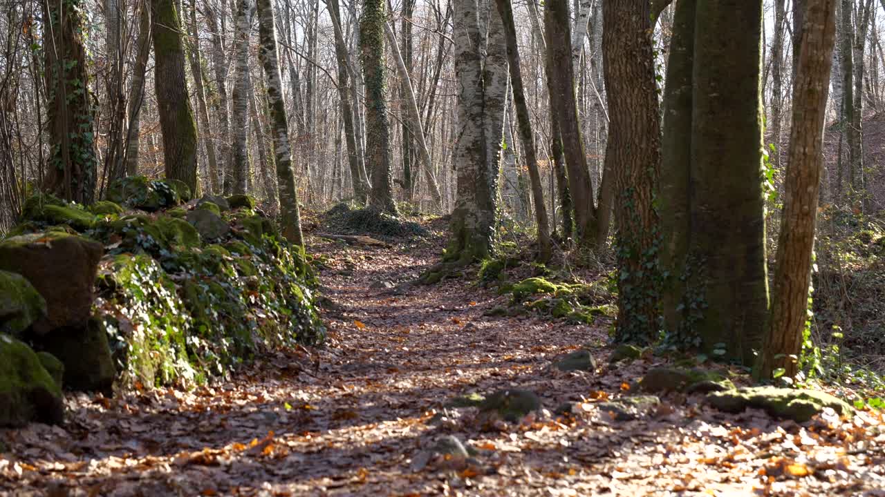 passeggiata in prima persona lungo il sentiero solitario della foresta di faggi