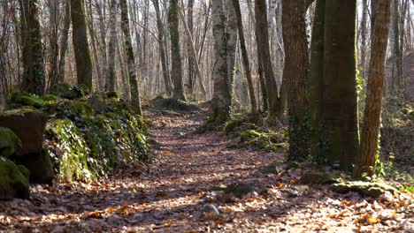 Spaziergang-In-Der-Ersten-Person-Entlang-Eines-Einsamen-Buchenwaldpfades