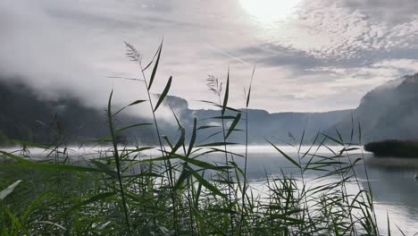 Las-Hojas-Verdes-Se-Cierran-Frente-Al-Lago-Tranquilo-Y-Meditativo-Con-Niebla-Por-La-Mañana