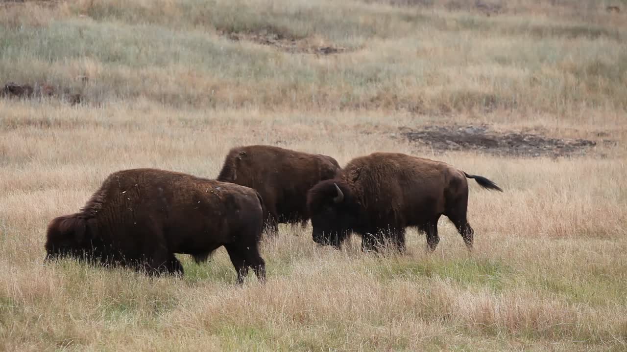 버팔로와 들소는 옐로스톤 국립 공원 와이오밍에서 방목