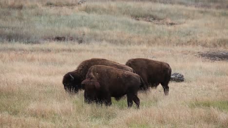 buffalo and bison graze  in yellowstone national park wyoming