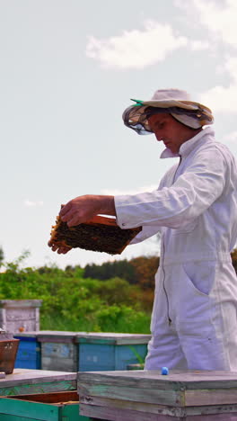 apiarist checks the honey frames staring attentively at them. bees flying around apiary. nature backdrop in blur. vertical video