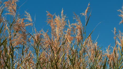 Hohes-Trockenes-Gras-Vor-Sonnigem-Blauem-Himmel