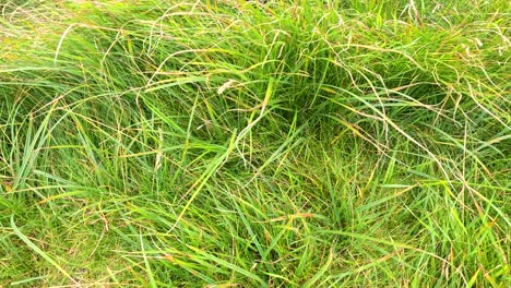 lush green grass moving with the wind