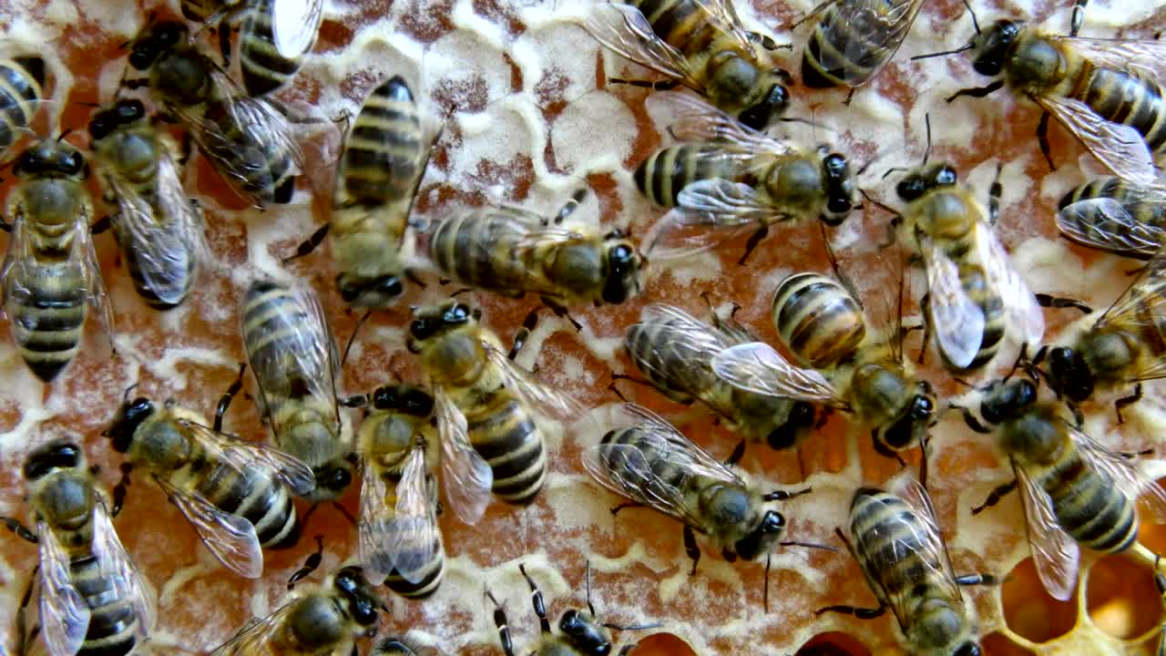 abejas ocupadas, vista de cerca de las abejas que trabajan en el panal.