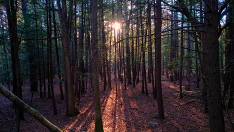 Smooth-footage-of-a-fall-pine-forest-with-leaves-on-ground-and-beautiful-golden-light-in-the-Appalachian-mountains