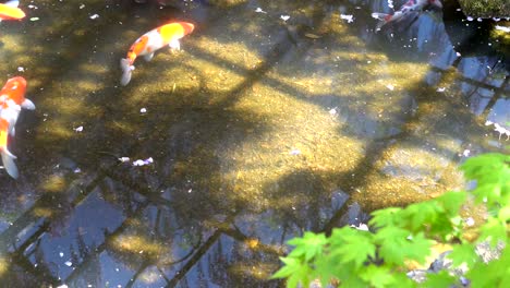 beautiful big carp