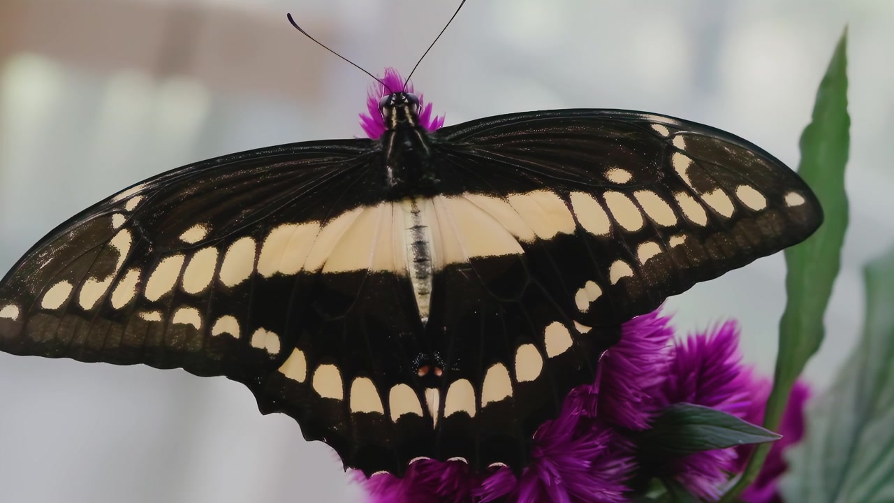 Farfalla Papilio thoas con caratteristico motivo alare giallo e nero posata su un vivace fiore viola. Il primo piano cattura dettagli intricati e il comportamento alimentare. Natura selvaggia
