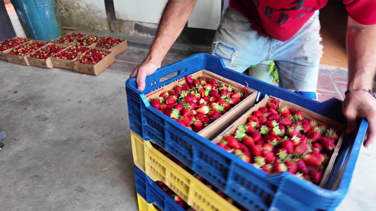 young laborer efficiently piles colorful plastic crates filled with ripe red strawberries, showcasing the post-harvest logistics and organization in an agricultural packing area.