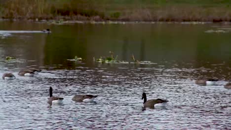 bandada de gansos canadienses en el estanque de patos de agua
