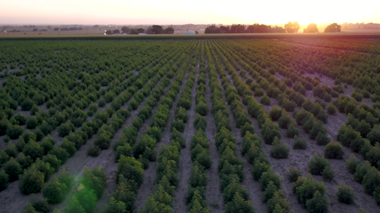 campos de cáñamo bajo un cielo naranja