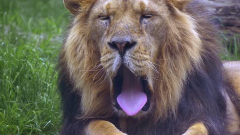 lion yawns opens large mouth and shows off huge pink tongue as it lies down