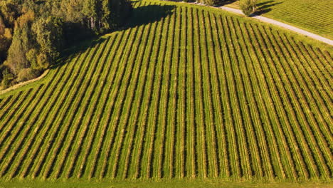aerial overview of arable farmland in latvia. aronias berries ready to be harvested from the fields.