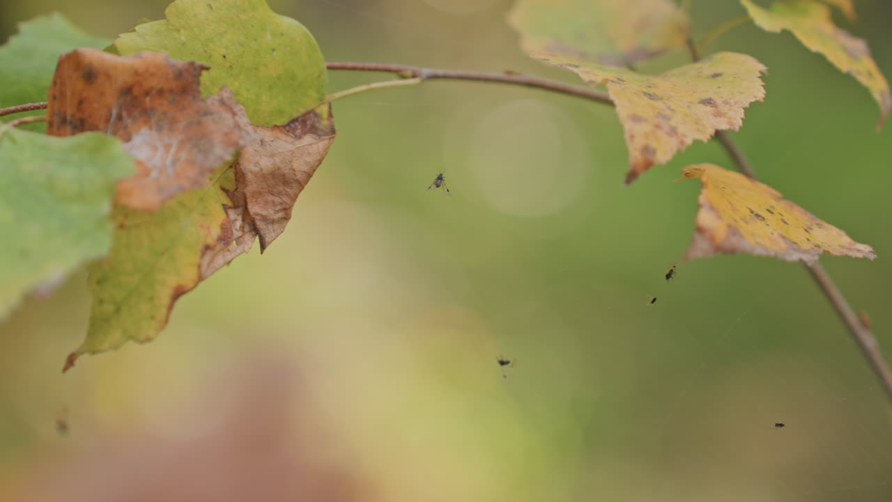 Primo piano di una foglia autunnale con insetti e uno sfondo bokeh delicato. Calda luce solare filtra attraverso il fogliame giallo e verde, mentre minuscoli moscerini volteggiano attorno al bordo della foglia in decomposizione, creando un'atmosfera serena in un campeggio nel bosco.