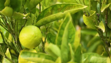 close-up of lime among lush green leaves