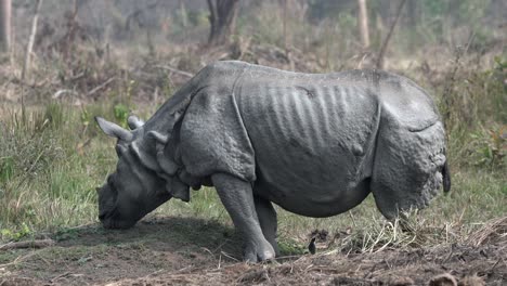 an old one-horned rhino grazing in the grasslands of the chitwan national park in nepal