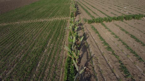 Drohnenvideo,-Das-Die-Kardanische-Kamera-Langsam-Nach-Oben-Neigt-Und-Farmfelder-Zeigt,-Die-Durch-Eine-Reihe-Kleiner-Bäume-Getrennt-Sind