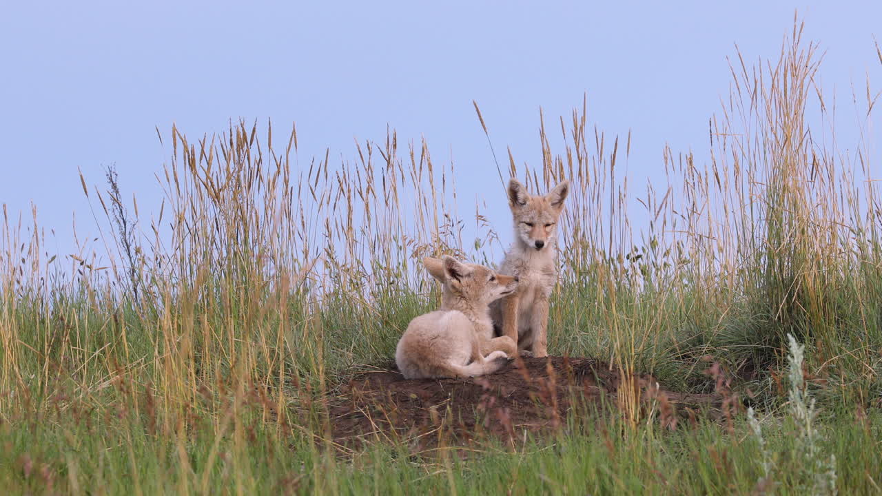 dos lindos cachorros de coyote salvajes, esponjosos y peludos, juntos por hierba natural marrón alta, uno entra en una guarida subterránea en un día de cielo azul soleado sin nubes, retrato de mano