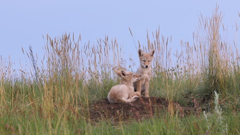 two cute small fluffy and furry wild coyote puppies together by tall brown natural grass, one enters underground den on cloudless sunny blue sky day, handheld portrait