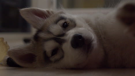 tired husky puppy resting on floor, close up shot