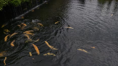 Fishes-swimming-in-the-water-pond