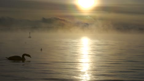 puesta de sol con un cisne sobre un lago tranquilo y misterioso con niebla a lo lejos
