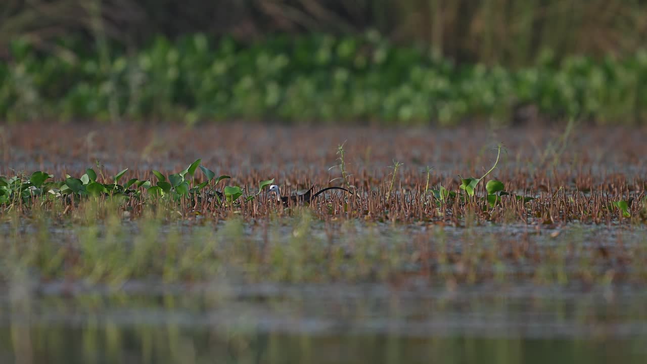 jacana de cola de faisán recogiendo material para el nido
