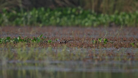 Jacana-De-Cola-De-Faisán-Recogiendo-Material-Para-El-Nido.