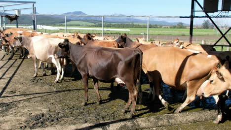 vaca lechera siendo ordeñada en una granja de campo libre