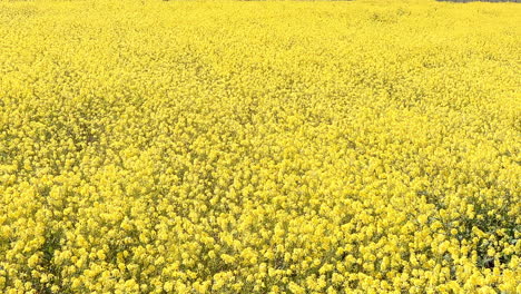 Field-of-yellow-flowers,-aerial-establishing-shot