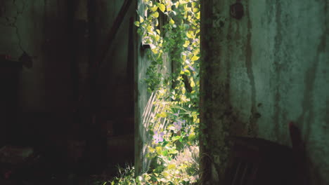 overgrown doorway in abandoned building