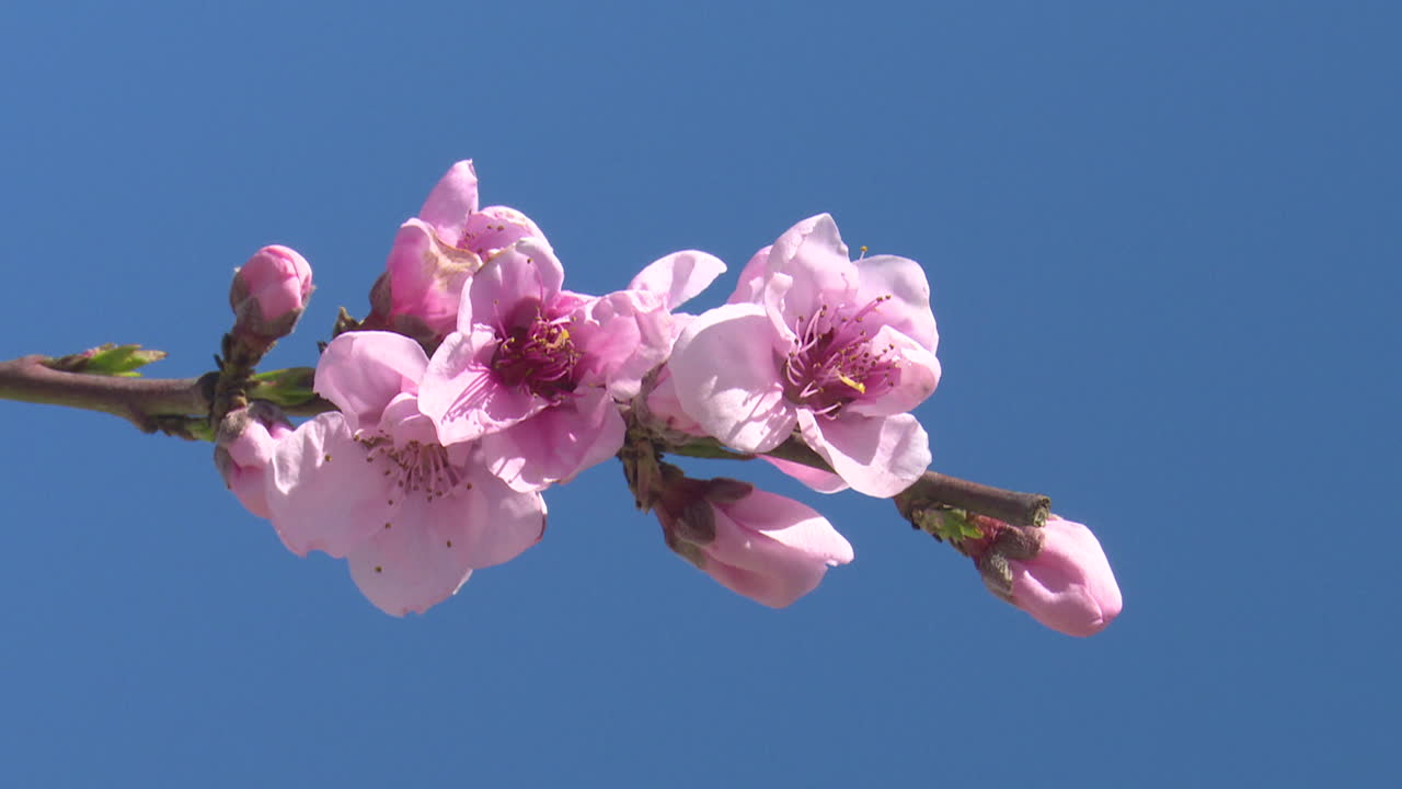 Pink Peach Blossoms Against a Blue Sky