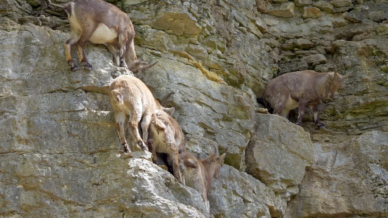 familia de capra ibex descansando en un acantilado de montaña empinado a la luz del sol