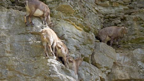 family of capra ibex resting on steep mountain cliff in sunlight