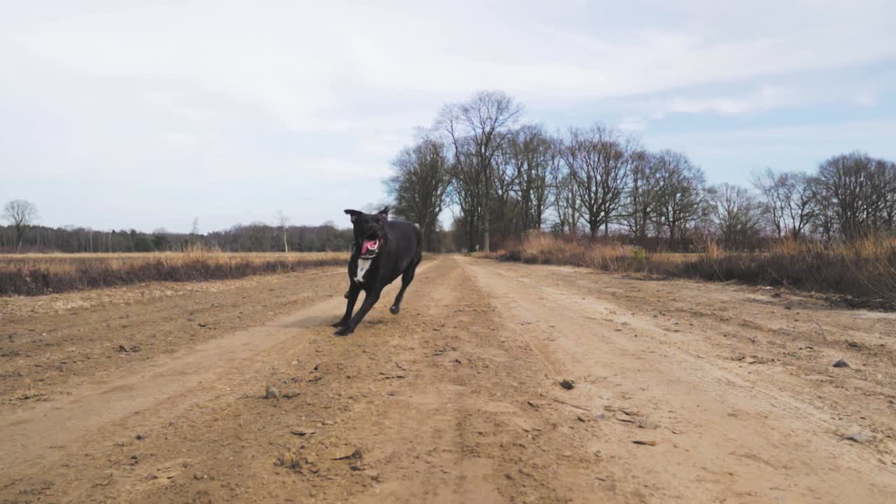 perro negro corriendo por un camino de campo
