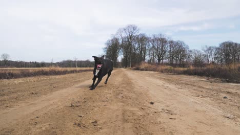 black dog running on a country road