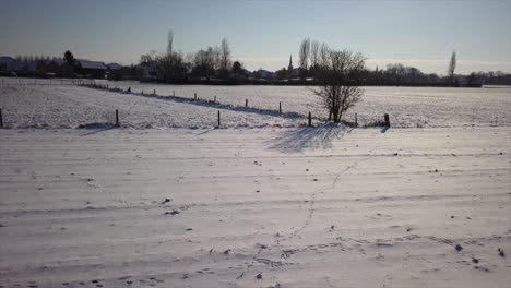 árbol-único-En-Campo-Nevado-A-Contraluz-Sin-Gente