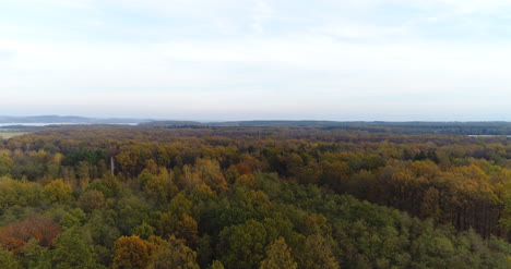 Fliegen-über-Waldwald-Von-Oben-5