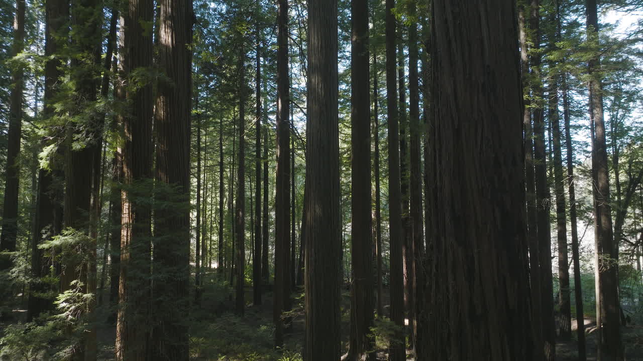 Alti alberi di sequoia e cedro in una foresta della California, usati come location di Endor ne Il Ritorno dello Jedi, ripresa aerea in movimento.