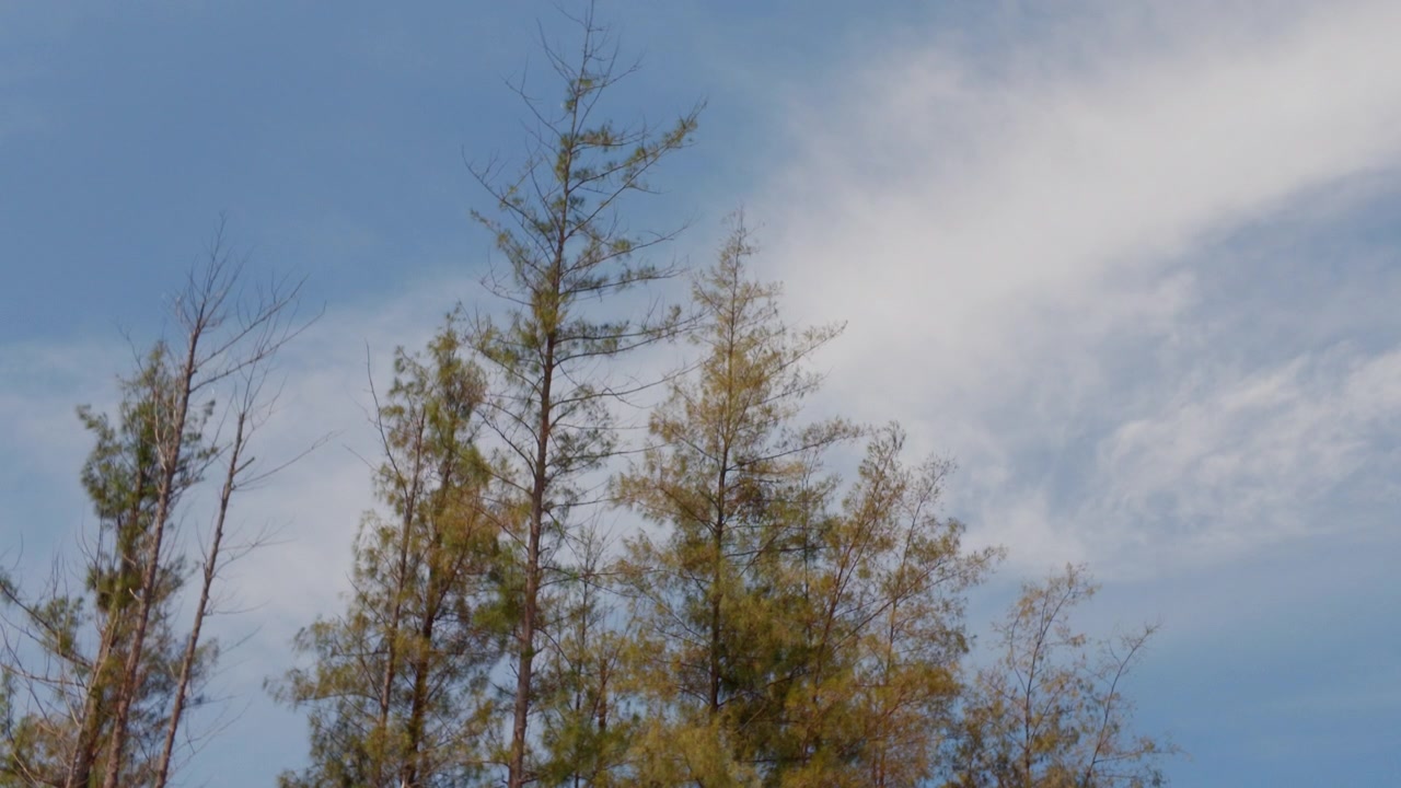 Low angle static shot looking up at tall coastal trees swaying gently in the wind against a blue sky with light clouds in Melaka, Malaysia. 4K slow-motion static shot.