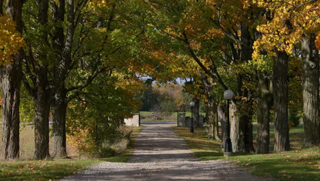 wind blowing leaves on trees in the fall over a farm driveway in 4k