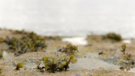 Un-Disparo-Lento-Y-Tormentoso-Mirando-Al-Mar-Sobre-Aguas-Tranquilas-En-Una-Piscina-Rocosa-Con-Percebes-Y-Algas-Marinas-En-Escocia