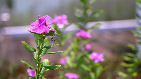 la pervinca rosada se balancea en el viento