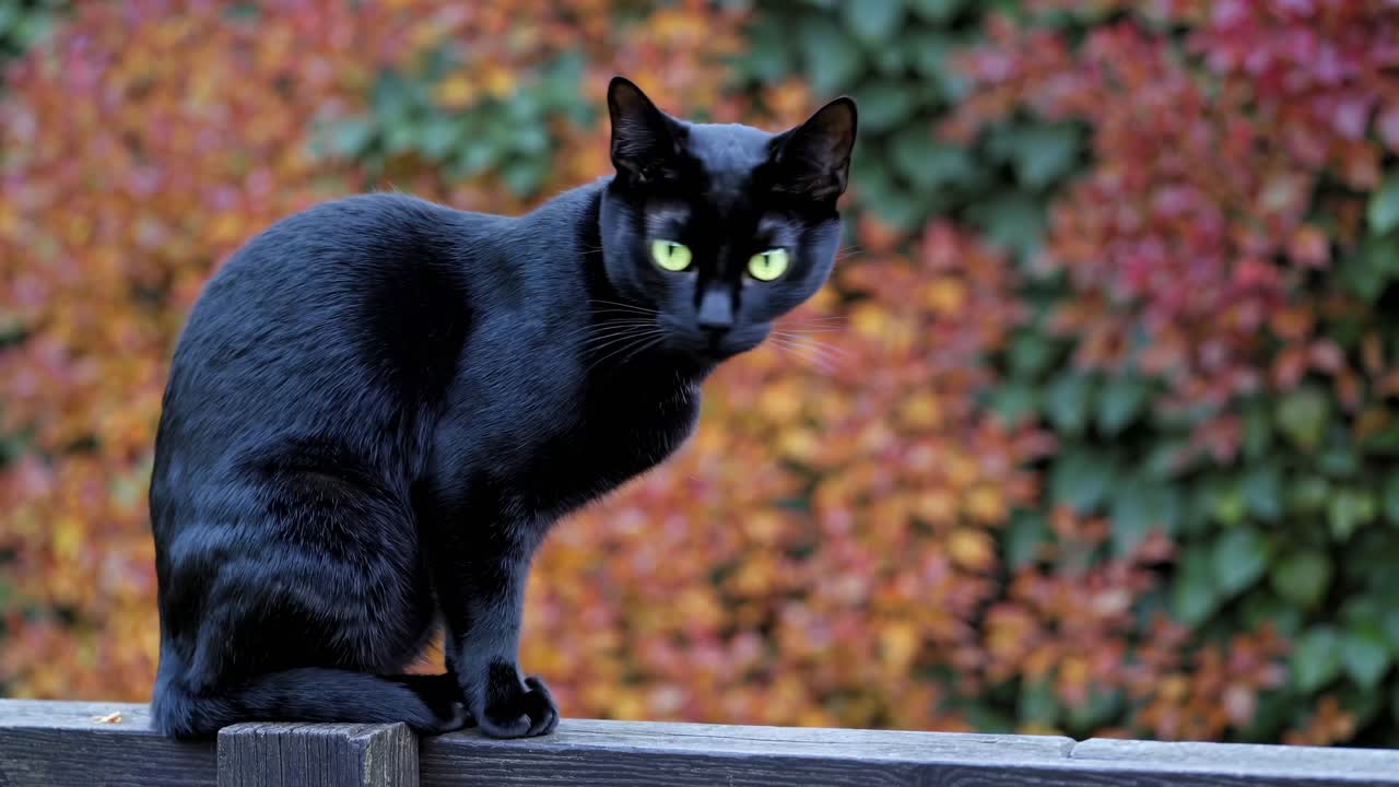 Un gatto nero con intensi occhi verdi è seduto su una staccionata di legno, ripreso da vicino