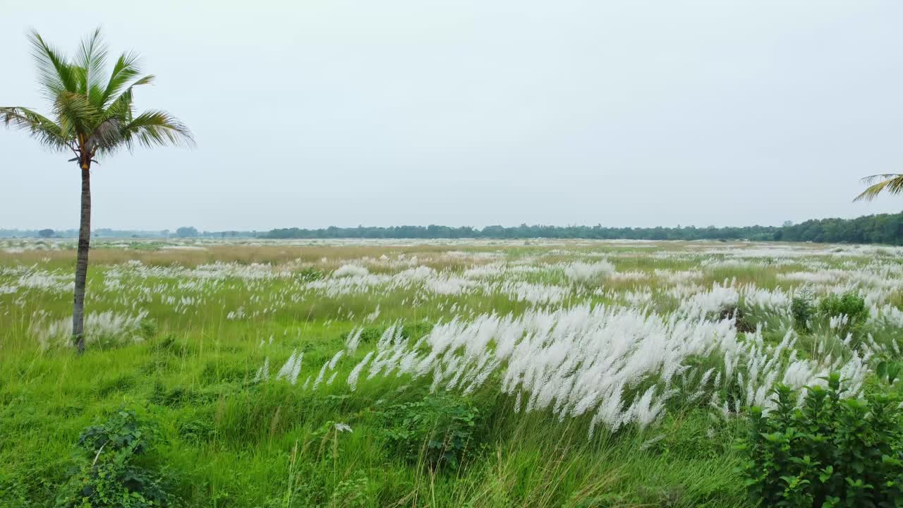 가을철에는 광활한 지역에 풀 카시 꽃이 핀다-2