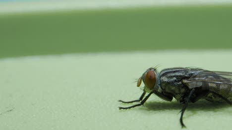 sentado volando y frotando las piernas_closeup extremo_micro lente closeup