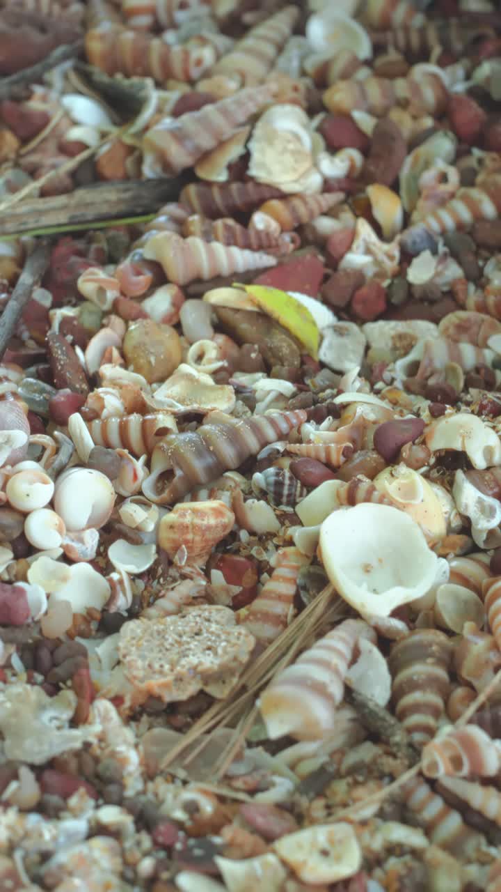 Vertical close-up showing a dense layer of seashells and pebbles covering beach sand
