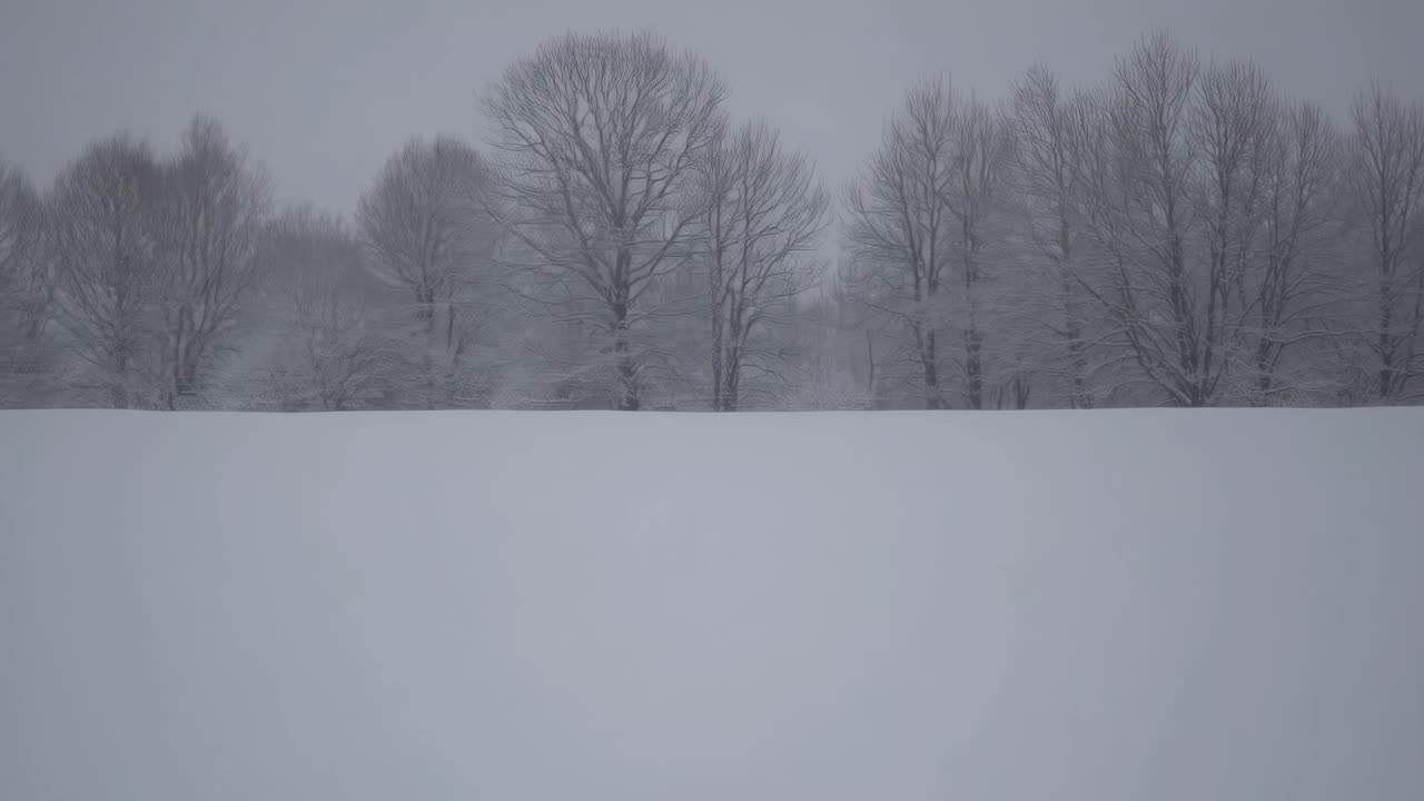 A serene winter landscape video featuring a distant row of bare trees